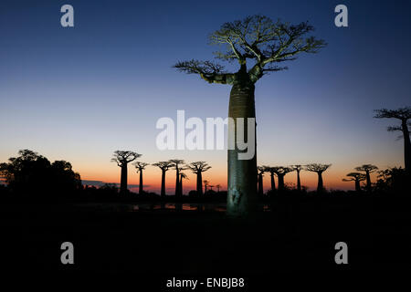 baobab avenue, menabe, madagascar Stock Photo