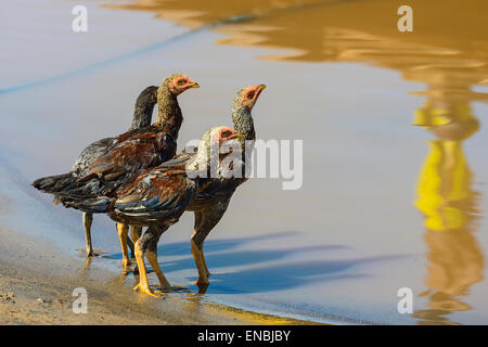 chickens drinking water from the river, near menabe, madagascar Stock Photo