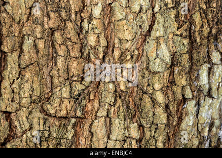 long-spinnered bark spider, tsingy de bemahara, madagascar Stock Photo