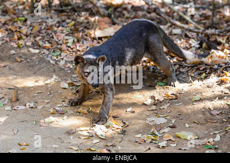 very angry fossa, kirindy, madagascar Stock Photo