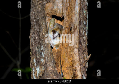 grey mouse lemur, kirindy, madagascar Stock Photo