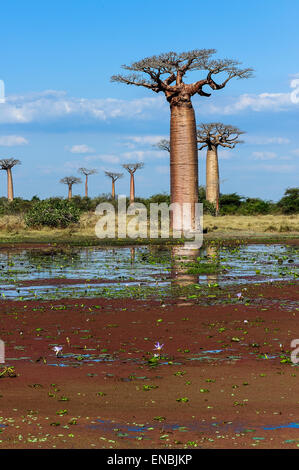 baobab avenue, menabe, madagascar Stock Photo