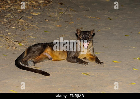 fossa, kirindy, madagascar Stock Photo