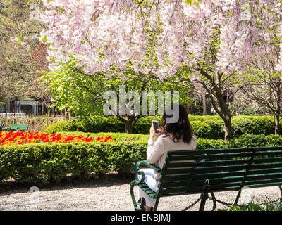 Young Woman on her Mobile Device  with Tulips and Blooming Magnolia Trees, Gramercy Park, NYC, USA Stock Photo