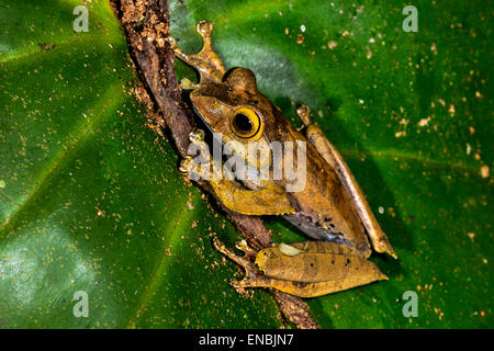 boophis madagascariensis, ranomafana, madagascar