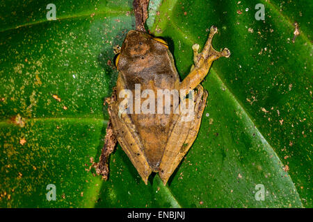 boophis madagascariensis, ranomafana, madagascar