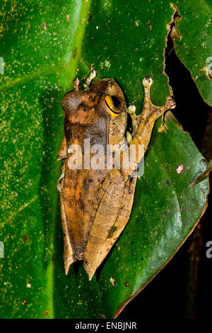 boophis madagascariensis, ranomafana, madagascar