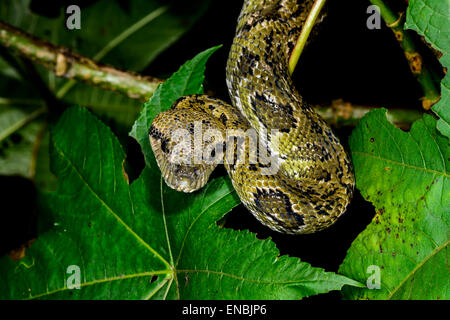 madagascar tree boa, ranomafana, madagascar Stock Photo