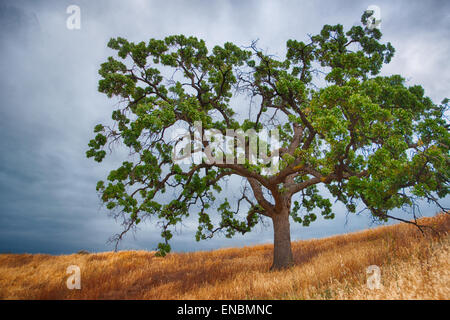 Green branches of a live oak tree growing on a grass hillside. Stock Photo
