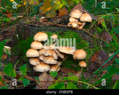 Non-edible poisonous mushrooms mushrooms(Hypholoma fasciculare) on an old tree stump in autumn in the woods. Stock Photo
