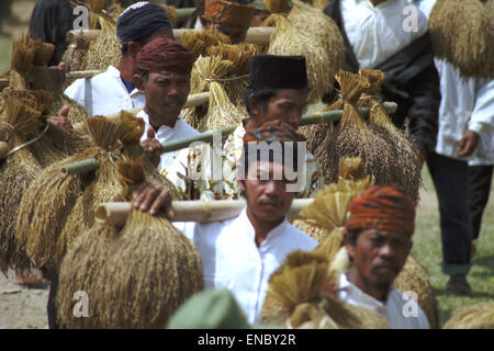 Elders of traditional community carrying bunches of harvested rice during annual harvest thanksgiving festival in Ciptagelar, West Java, Indonesia. Stock Photo