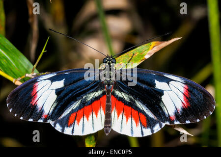 piano key, heliconius melpomene Stock Photo