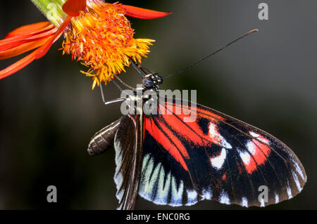 piano key, heliconius melpomene Stock Photo