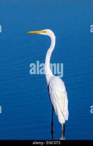 ardea alba, great egret Stock Photo