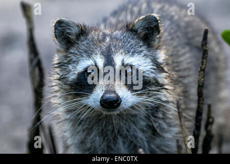 procyon lotor, raccoon