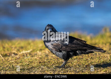 american crow, corvus brachyrhynchos Stock Photo