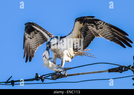 osprey, pandion haliaetus Stock Photo