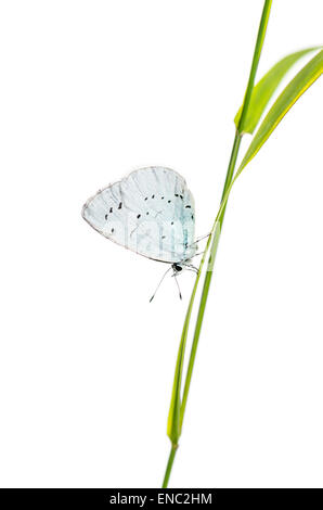 White butterfly on a blade of grass Stock Photo - Alamy