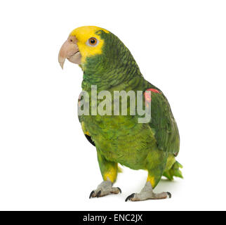 Yellow-headed amazon parrot, Amazona oratrix, in front of a white background Stock Photo