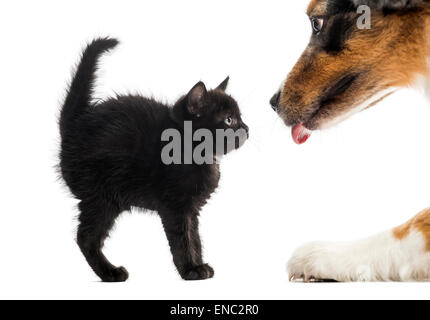 Black kitten looking at an Australian Shepherd licking in front of a white background