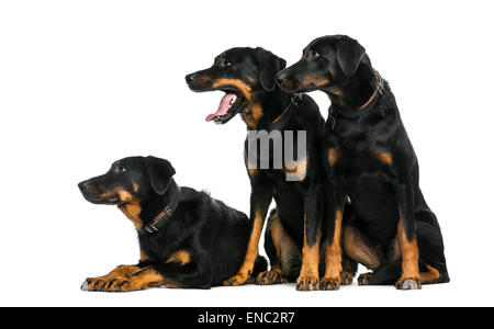 Three Beaucerons in front of a white background Stock Photo