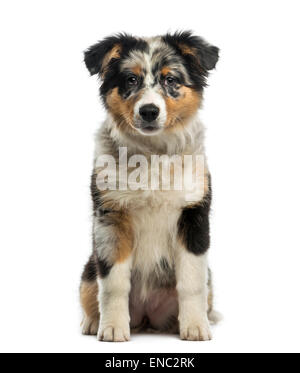 Australian Shepherd (3,5 months old) in front of a white background Stock Photo