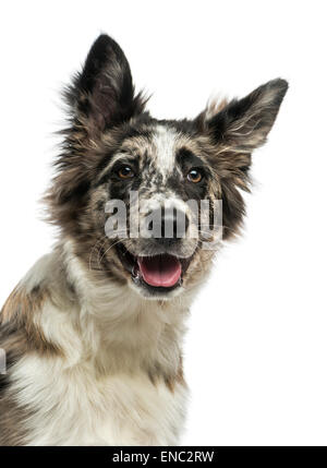 Border Collie (4 years old) in front of a white background Stock Photo