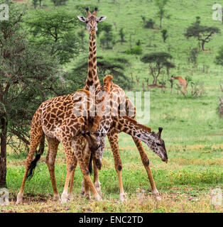 Herd of giraffe, Serengeti, Tanzania, Africa Stock Photo