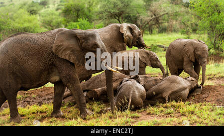 Herd of elephants resting, Serengeti, Tanzania, Africa Stock Photo
