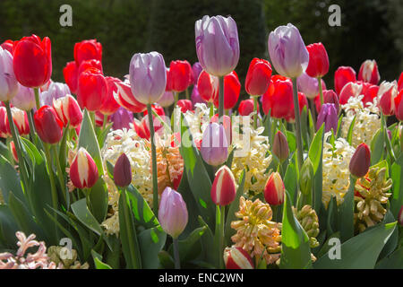 Tulip varieties and Hyacinths in flower Spring Norfolk Stock Photo