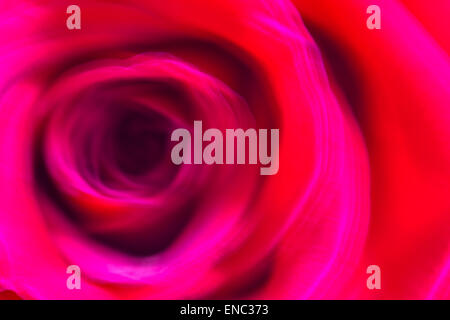 Red rose macro close up soft focus Stock Photo