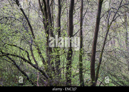 Abstract woodland image of Willow tree stems and fresh green foliage in a spring woodland. Stock Photo