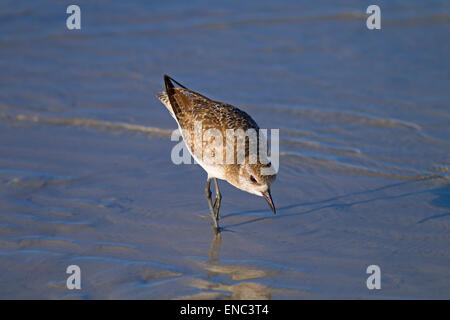 Grey Plover Pluvialis squatarola feeding on foreshore Florida Gulf Coast USA Stock Photo