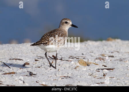 Grey Plover Pluvialis squatarola feeding on foreshore Florida Gulf Coast USA Stock Photo