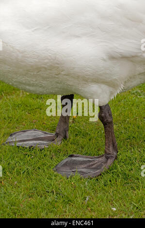 Feet of an adult male Swan Stock Photo - Alamy