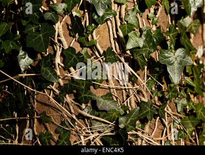 Ivy stems and leaves growing on a tree trunk Stock Photo