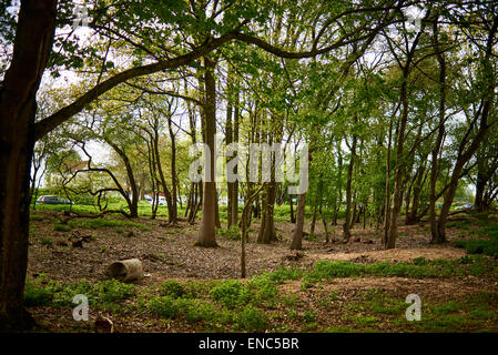 Small wooded area near the old sandpit on the Waterloo battlefield in Belgium Stock Photo