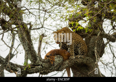Leopard in a tree with its prey, Serengeti, Tanzania, Africa Stock Photo