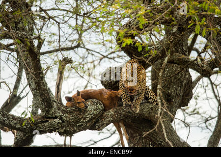 Leopard in a tree with its prey, Serengeti, Tanzania, Africa Stock Photo