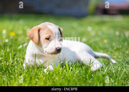 Cute little mixed breed puppy lying portrait on white background Stock ...