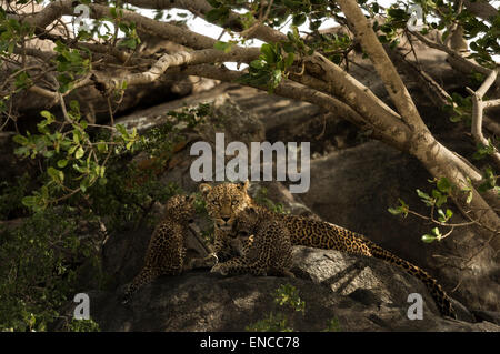 Leopard and her cubs resting on rocks, Serengeti, Tanzania, Africa Stock Photo