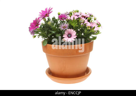 Flowering Osteospermum plants in a terracotta pot isolated against white Stock Photo