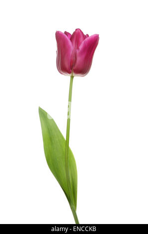 Single purple tulip flower isolated against white Stock Photo
