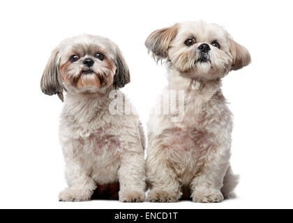 Two Shih Tzus in front of a white background Stock Photo