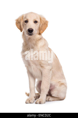 Golden retriever (5 months old) sitting against white background Stock Photo