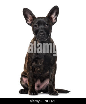 Crossbreed (4 months old) in front of a white background