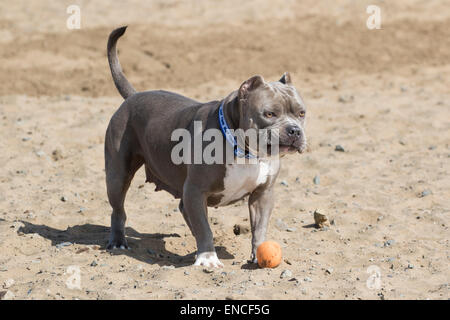 Bully making a face while playing in the sand at the beach Stock Photo