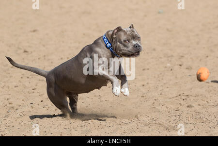 Gray bully breed dog playing in the sand at the beach with a toy Stock Photo