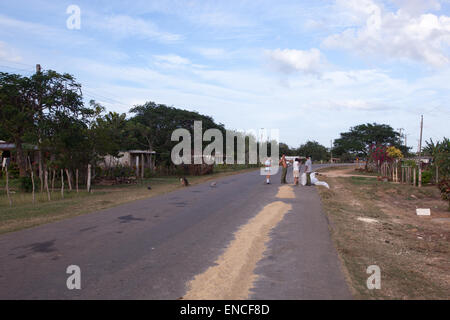 A family drying rice on the road in Cuba. Stock Photo
