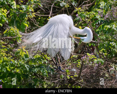 Great egret (Ardea alba) in breeding plumage preening near the nest, High Island, Texas, USA. Stock Photo